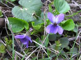 Image result for Viola abyssinica