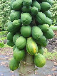 Image result for Carica papaya