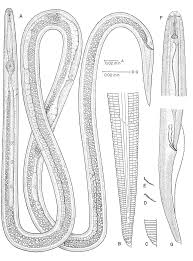 Image result for Manniella