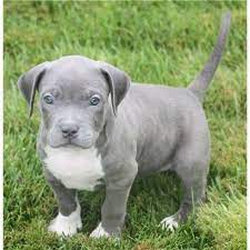 Pit bull welpen body body möchten sie diese lange ärmel machen? Rassehunde Pit Bull Kleinanzeigen Rassehunde Pit Bull Annoncen Rassehunde Pit Bull Inserate Rassehunde Pit Bull Anzeigenmarkt Rassehunde Pit Bull Marktplatz Seite 3