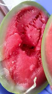 Buah tembikai ini mempunyai kulit yang licin, hijau muda hingga hijau tua atau kuning. Terkejut Buah Tembikai Keluar Bunyi Gas Bocor Pengguna Dakwa Buah Tembikai Dibelinya Disuntik Dengan Bahan Kimia The Reporter