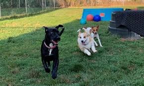 Seeking full or part time applicants for kennel attendant/receptionist for our wetmore/munising location. Wag N Tails Pet Resort Employment Application Lansing Mi