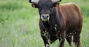 Bull Confidence 4k Ultra Hd Wallpaper Bull Cow Dangerous Animals Power Animal