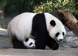Resultat d'imatges de facts about pandas