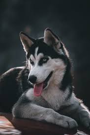 Maybe you would like to learn more about one of these? 500 Siberian Husky Wallpapers Hd Download Free Images Stock Photos On Unsplash