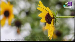 We'll cover that in a later section. Rainy Season Flowers In Bangladesh Youtube