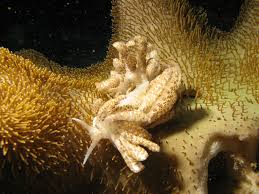 Image result for Phylohydrax