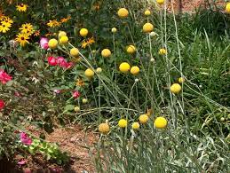 Craspedia Globosa Drumstick Flower Or Billy Button