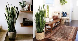 Tanaman tropis yang juga dikenal sebagai tanaman rimpang ini. Lidah Mak Mertua Indoor Plant Paling Cantik Impiana