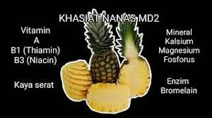 Nanas merupakan salah satu tanaman buah yang banyak dibudidayakan di daerah tropis dan subtropis. Cara Tanam Jambul Mahkota Nanas Md2 Di Dalam Pasu Youtube