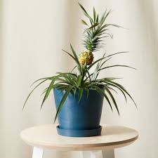 Read this complete guide to poisonous holiday plants for pet owners. 15 Pet Friendly Plants Safe For Cats And Dogs Bloomscape
