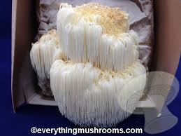 Place the humidity tent over the log as indicated in the following figure. Ready To Grow Kit Lion S Mane Mushroom Hericium Erinaceus Everything Mushrooms