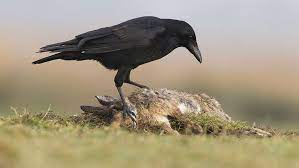 With proper netting, bird deterrent systems, and repellents, you can tell those birds to find another place to live. Licence For Shooting Pest Bird Species Where Do Farmers Stand Farmers Weekly
