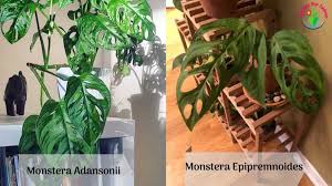 Monstera adansonii schott often known when a juvenile as monstera friedrichsthalii schott. Monstera Adansonii Vs Epipremnoides Differences And Similarities Garden For Indoor