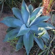 Image result for Buchnera attenuata