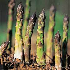 Fresh asparagus is a luxury all the more delicious for its fleeting season. Asparagus Grow From Crowns Or Seed