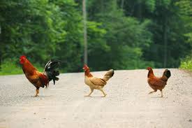 Tavuk Danismanlik Hizmetleri Tavuk Doktoru Oiseaux Animaux Image Poule