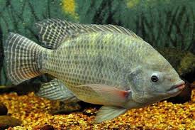 Mercury Accumulation And Its Impact On Tilapia Gill Respiration Cells Unair News