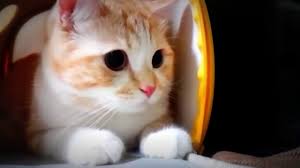 Coba deh ditonton.jangan lupa like & share ya. Video Kucing Lucu Dan Imut