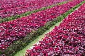 Masih inget maissy pramaisshela, mantan penyanyi cilik. 15 Jenis Tanaman Hias Outdoor Untuk Mempercantik Taman Rumah