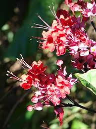 Image result for Clerodendrum tricholobum