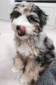 Aussiepoo, australian shepherd poodle mix, aussie poodle mix, australian shepherd doodle. Blue Merle With Copper Points Aussiedoodle Dog Love Cute Dogs Poodle Mix