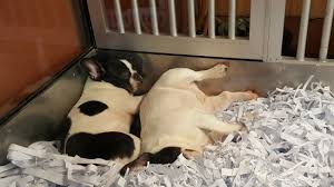 Shishi pet shop in penang namecard my. Chew Thean Yang Aquarium George Town 2021 All You Need To Know Before You Go With Photos Tripadvisor