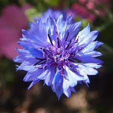 Bachelor Button Blue Boy Bachelor Buttons Cornflower Nature Garden