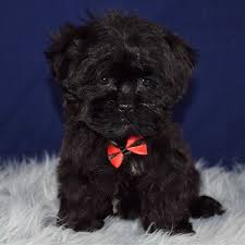 Look at pictures of shih tzu puppies who need a home. Shihpoo Puppies For Sale In Pa Shihpoo Puppy Adoptions