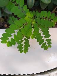Image result for Phyllanthus tenellus
