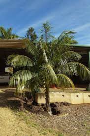 Caring For Your Kentia Palm Howea Forsteriana Palms Online Australia