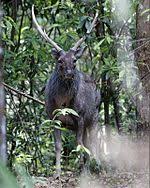 St vincent has seen a number of fatal volcanic eruptions in the past. Sambar Deer Wikipedia