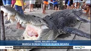 Check spelling or type a new query. Resahkan Warga Buaya Muara 4 Meter Ditangkap Di Tidore Metrotvnews Com