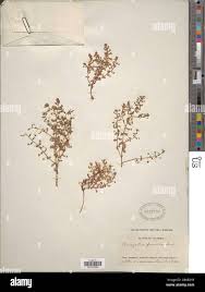 Image result for Anagallis pumila