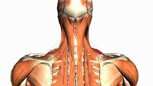 The muscles of the back. Intermediate And Deep Muscles Of The Back Anatomy Tutorial Neck Muscle Anatomy Muscle Anatomy Muscle Diagram