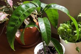 How to plant mango seed in a pot. How To Grow An Adorable Mango Seed Plant Step By Step