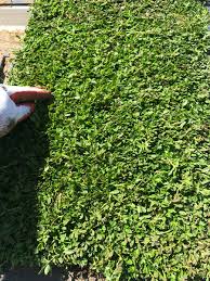 Image result for Phyla nodiflora