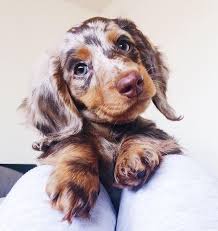 Image Shared By Mone Find Images And Videos About Cute Sweet And Inspiration On We Heart It The App To In 2020 Dapple Dachshund Daschund Puppies Cute Dogs