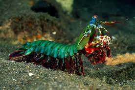 The females tend to be mainly red, but the males display these enchanting colors. Real Insects Range Crustaceans Crab Mantis Shrimp Information Display Gift Box Animal Collectables Collectables