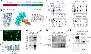 Also known as chrismon) is one of the earliest forms of christogram, formed by superimposing the first two (capital) letters—chi and rho (χρ)—of the greek word χριστοσ in such a way that the vertical stroke of the rho intersects the center of the chi. A Novel Dephosphorylation Targeting Chimera Selectively Promoting Tau Removal In Tauopathies Signal Transduction And Targeted Therapy