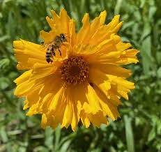 Image result for Coreopsis lanceolata