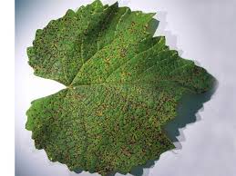 It's a thompson seedless vine, and the grapes are coming from new growth off of couple yrs old growth (if that makes any sense). Grapevine Leaf Rust