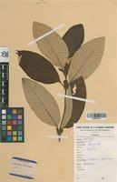 Image result for Sabicea