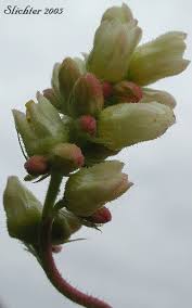 Image result for Cyathula cylindrica