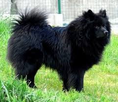 Pomeranian Black American Eskimo Dog Giant German Spitz Dog Breed Information And Pictures German Spitzs Deutscher Spitzs Spitz Dogs German Spitz Spitz Dog Breeds