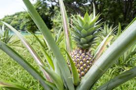 Which fruits grow on trees. Does All Fruit Grow On Trees Wonderopolis