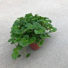 Image result for Pilea rivularis