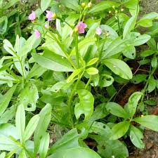 Image result for Talinum portulacifolium