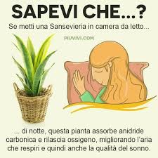 By raffaella ponzo 5 anni ago. Piante Che Purificano L Aria Sansevieria Piante D Appartamento Piante Di Casa Piante