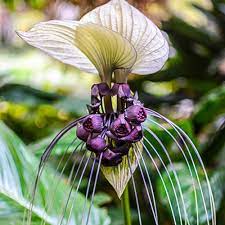 White Bat Flower Indoor And Patio Plants Michigan Bulb